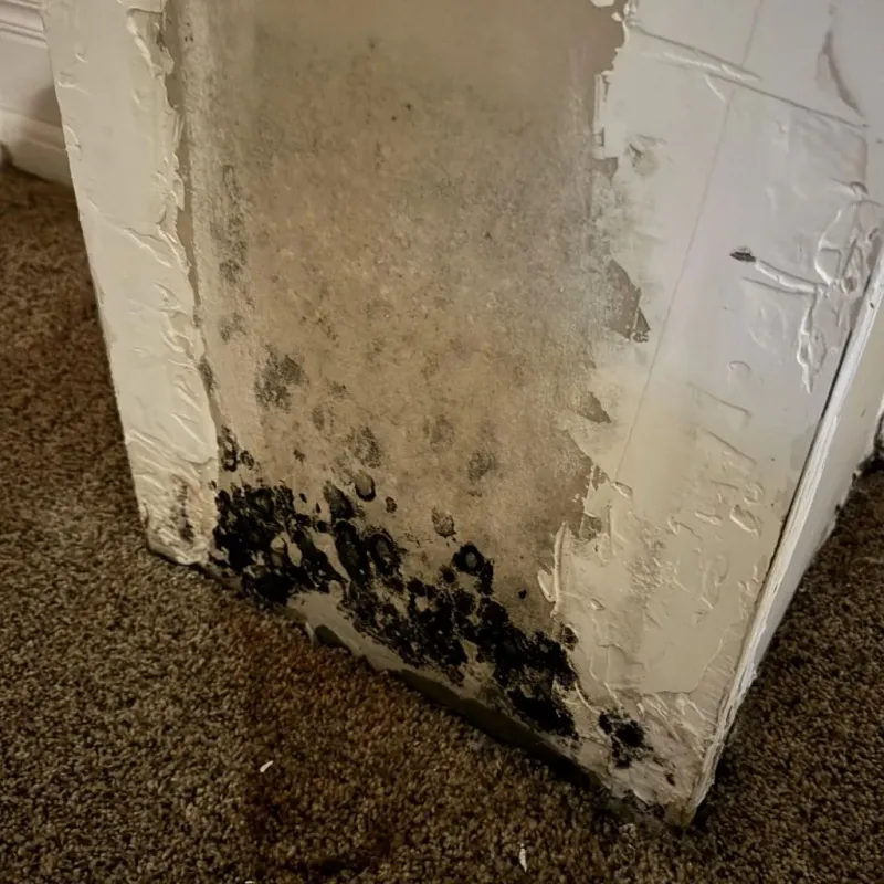 Professional Mold Removal in Tuolumne County, CA